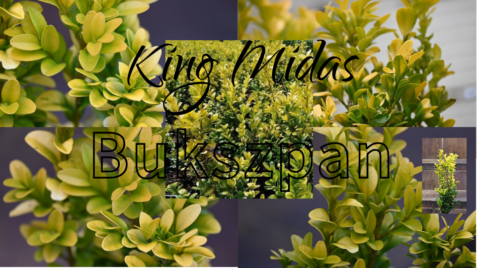 Bukszpan King Midas Bukszpan King Midas